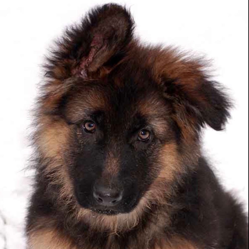 Meet your Posher, Rari